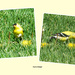 Goldfinch Iowa state bird by larrysphotos