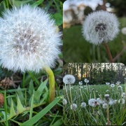 23rd Apr 2024 - Weeds or Wishes