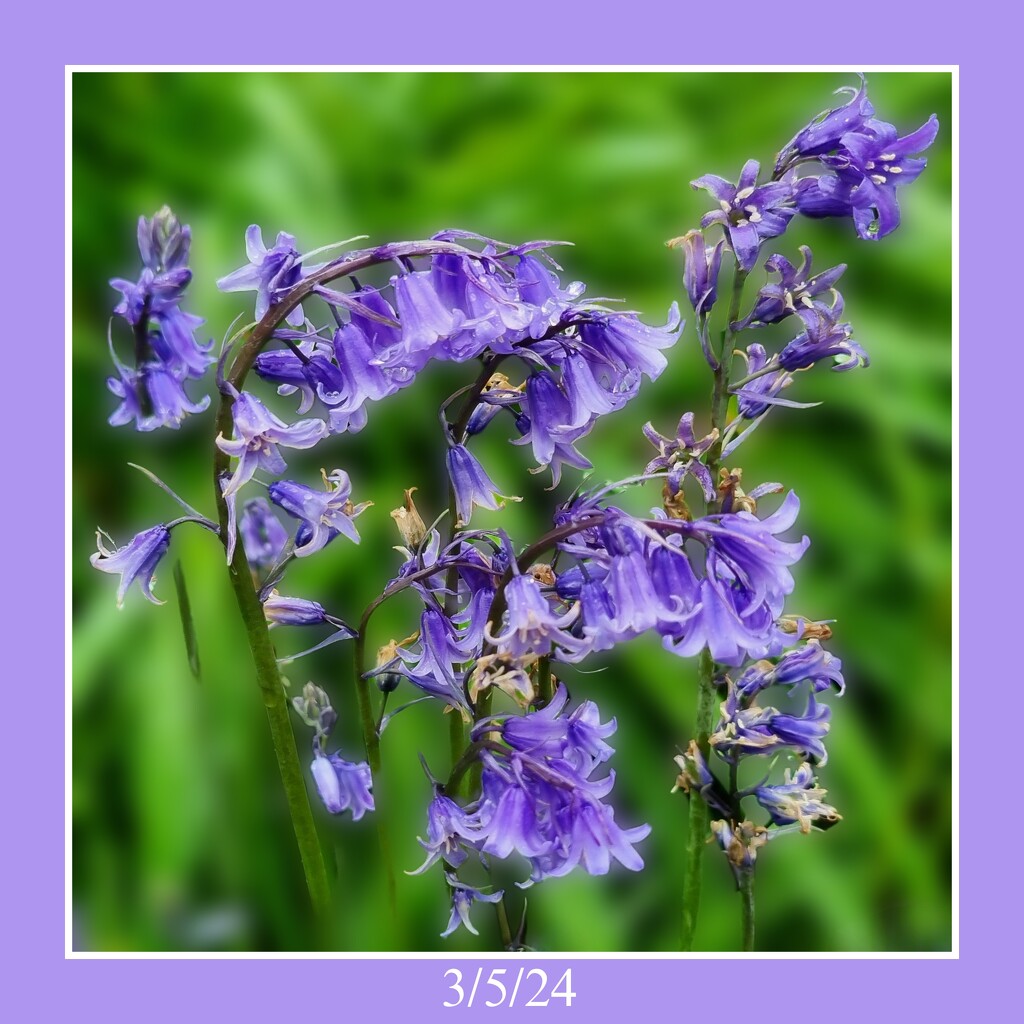 Bluebell tangle by roobee