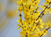 3rd May 2024 - Forsythia Bushes In Bloom