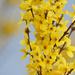 Forsythia Bushes In Bloom by paintdipper