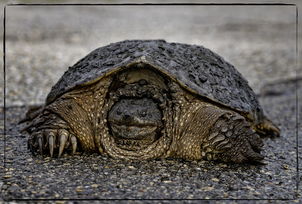 Snapping Turtle by bluemoon