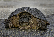 3rd May 2024 - Snapping Turtle