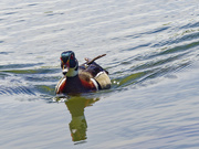 3rd May 2024 - wood duck