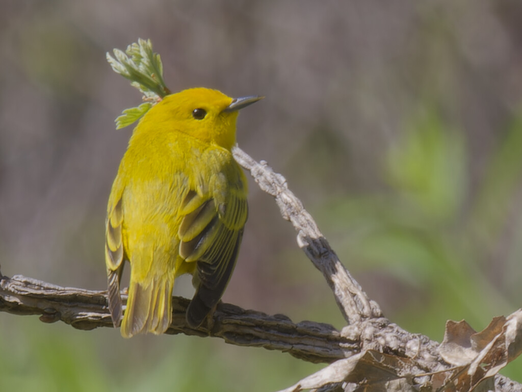 yellow warbler  by rminer