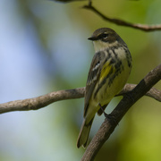 3rd May 2024 - Yellow-rumped warbler 