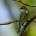 Yellow-rumped warbler 