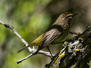 3rd May 2024 - palm warbler 