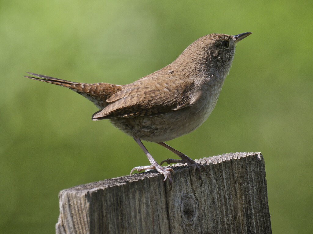 House wren  by rminer