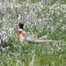 Pheasant by bjywamer
