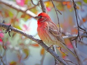 3rd May 2024 - House Finch