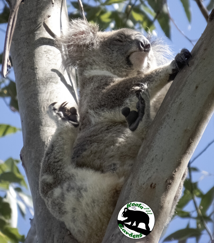 gotta look your best by koalagardens