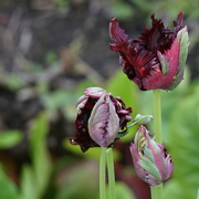 4th May 2024 - parrot tulips