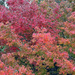 Our Japanese maples by pusspup