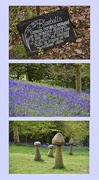 4th May 2024 - Bluebells at Emmetts Garden