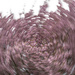 Pink Swirl-2 by darchibald