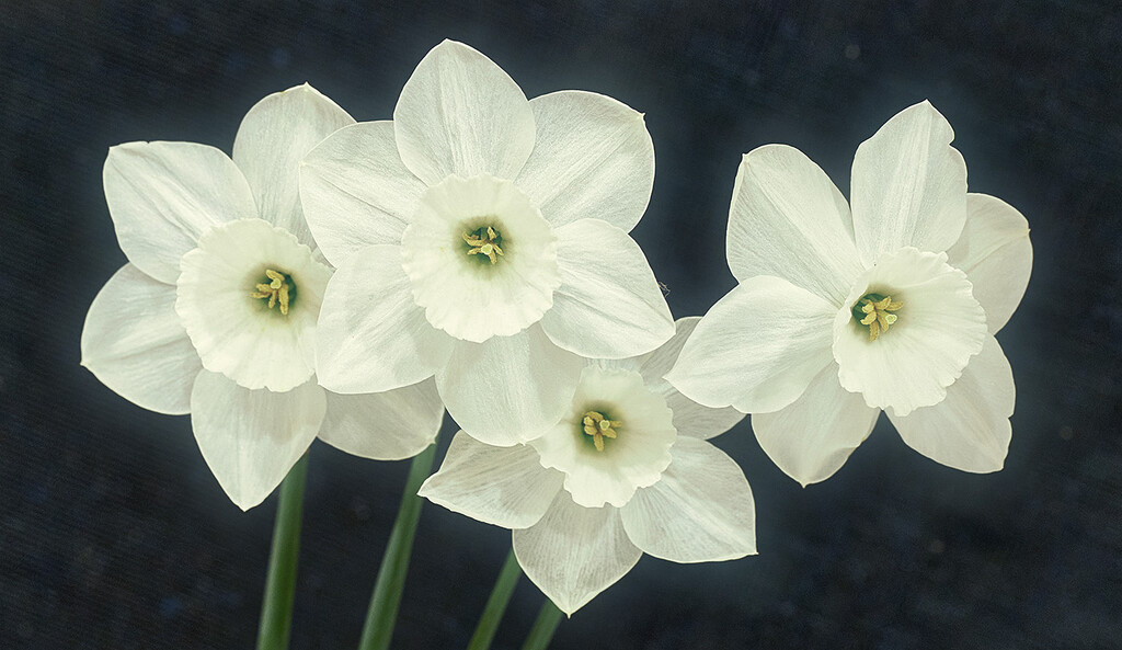 White Daffodils by gardencat