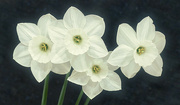 4th May 2024 - White Daffodils