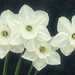 White Daffodils by gardencat
