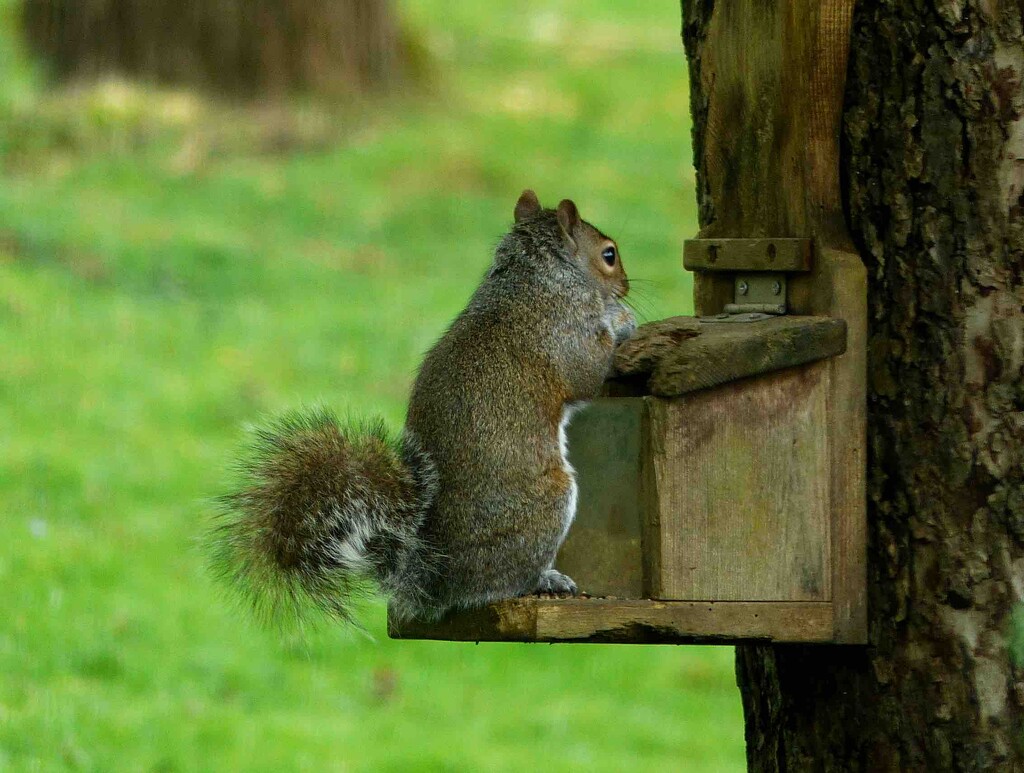 Squirrel by arkensiel