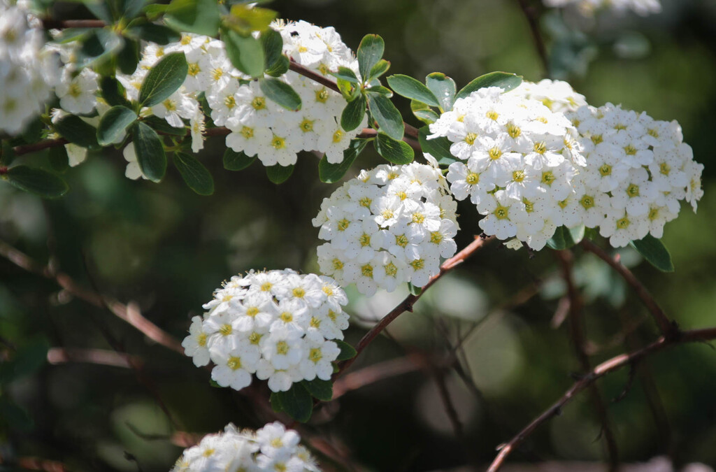 Close up of my spirea bush by mittens