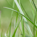 Green grass by novab