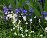 4th May 2024 - Bluebells and Whitebells