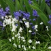 Bluebells and Whitebells by seattlite