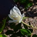 5 3 Rosebud by sandlily
