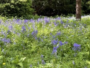 4th May 2024 - Bluebells