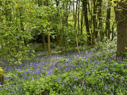 4th May 2024 - Bluebell Woods