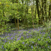 Bluebell Woods by 365projectmaxine
