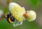 4th May 2024 - Pollen Gatherer