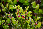 4th May 2024 - Bilberry