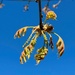 Pin oak catkins... by marlboromaam