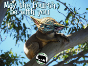 4th May 2024 - koalas - the original Jedi