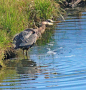 2nd May 2024 - May 2 Heron Shaking Water Off After Fishing IMG_9465AAA