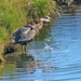May 2 Heron Shaking Water Off After Fishing IMG_9465AAA