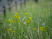 4th May 2024 - A dyer's woad