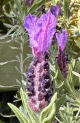4th May 2024 - French Lavender