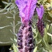 French Lavender by pamknowler