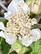 2nd May 2024 - Blackberry Blossom 