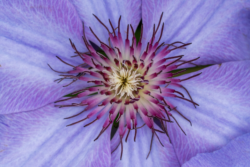 Clematis by kvphoto