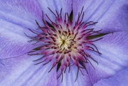 4th May 2024 - Clematis