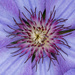 Clematis by kvphoto