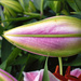 Lily Bud by k9photo