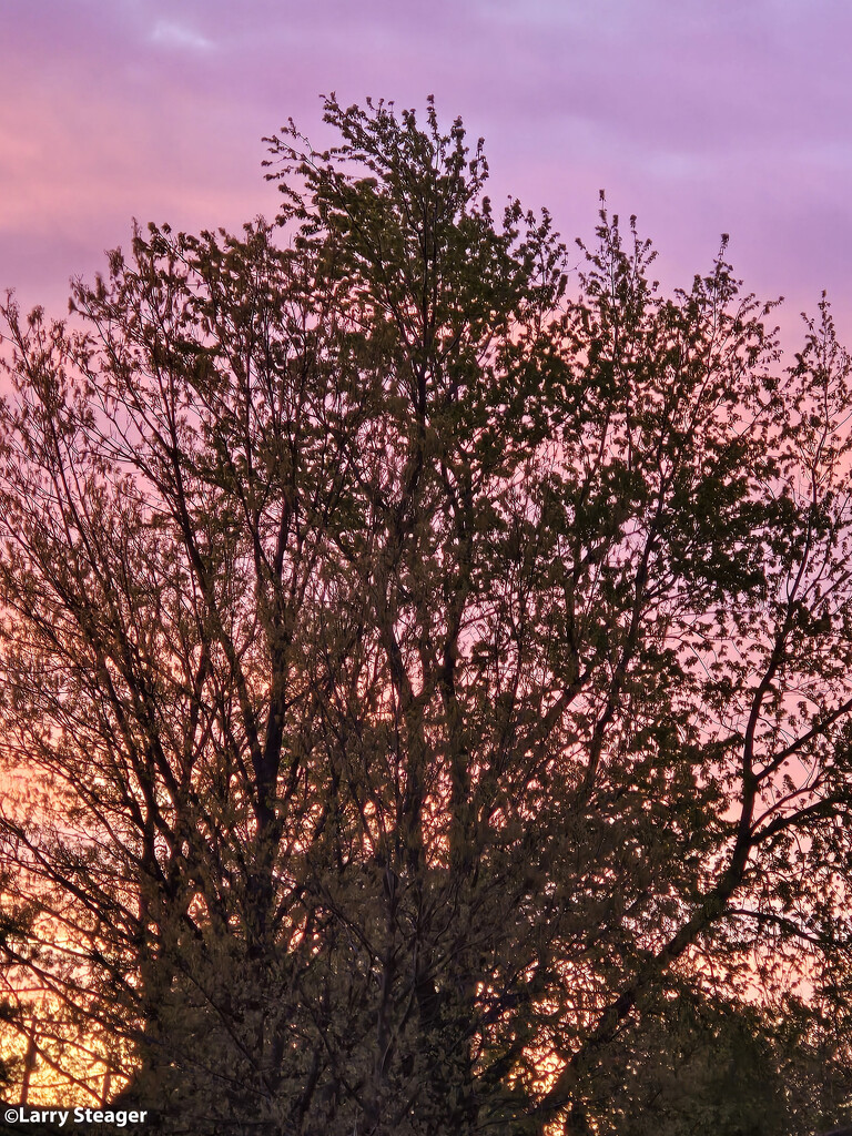 sunrise behind a tree by larrysphotos