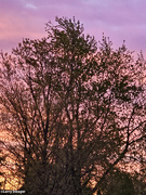 4th May 2024 - sunrise behind a tree