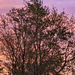 sunrise behind a tree by larrysphotos