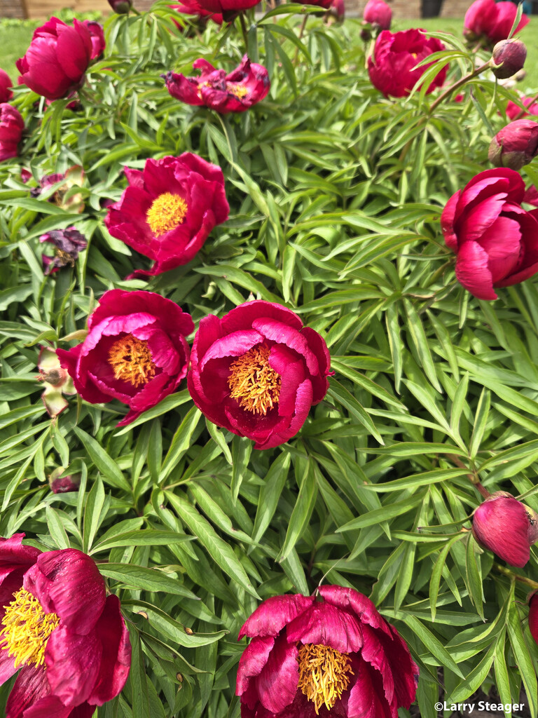 Peonies popping out. by larrysphotos